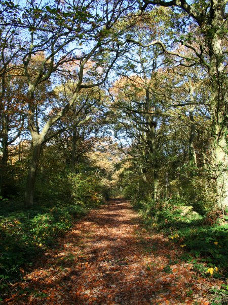 1.Autumn Bossenden Wood, Dunkirk.jpg